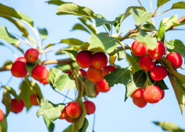 Crabapple ve yabani elma. Malus yaklaşık 3055 tür küçük yaprak döken elma ağaçlarının veya çalılar Gülgiller ailesinden bir cinsidir