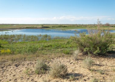 Güzel gökyüzü altında küçük bir göl. Bozkır içinde bataklıkta ile güzel yaz günü manzara. Göl sahnesinde yaz