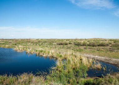 Güzel gökyüzü altında küçük bir göl. Bozkır içinde bataklıkta ile güzel yaz günü manzara. Göl sahnesinde yaz
