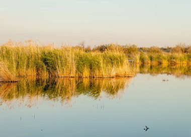 Güzel gökyüzü altında küçük bir göl. akşam olay yerinde bozkır, yatay, bozkır güzel yaz gün bataklıkta gölde. Göl sahnesinde yaz