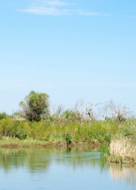Bozkır nehir sazlık yaz. nehir görünümünde kez izlendi. küçük mavi nehir kıyısında güneşli bir gün