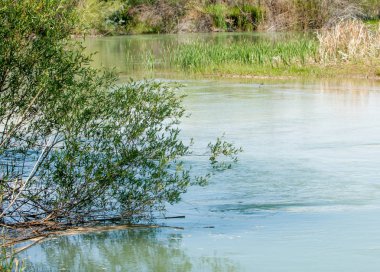 Bozkır nehir sazlık yaz. nehir görünümünde kez izlendi. küçük mavi nehir kıyısında güneşli bir gün