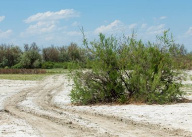 Bozkır tuzlu topraklar. tuz tuz tuz. Bozkır çayır veldt veld. Tuzlu toprak çöl, tuzlu Göller. cansız yanıp kavrulmuş dünyamız. Kazakistan çıplak bozkır