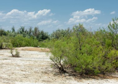 Bozkır tuzlu topraklar. tuz tuz tuz. Bozkır çayır veldt veld. Tuzlu toprak çöl, tuzlu Göller. cansız yanıp kavrulmuş dünyamız. Kazakistan çıplak bozkır