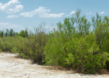 Bozkır tuzlu topraklar. tuz tuz tuz. Bozkır çayır veldt veld. Tuzlu toprak çöl, tuzlu Göller. cansız yanıp kavrulmuş dünyamız. Kazakistan çıplak bozkır