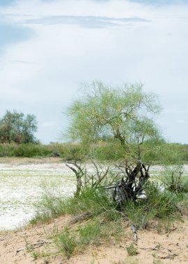 Bozkır tuzlu topraklar. tuz tuz tuz. Bozkır çayır veldt veld. Tuzlu toprak çöl, tuzlu Göller. cansız yanıp kavrulmuş dünyamız. Kazakistan çıplak bozkır