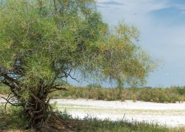 Bozkır tuzlu topraklar. tuz tuz tuz. Bozkır çayır veldt veld. Tuzlu toprak çöl, tuzlu Göller. cansız yanıp kavrulmuş dünyamız. Kazakistan çıplak bozkır