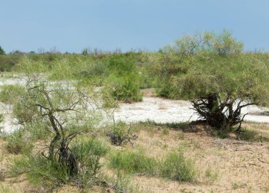 Bozkır tuzlu topraklar. tuz tuz tuz. Bozkır çayır veldt veld. Tuzlu toprak çöl, tuzlu Göller. cansız yanıp kavrulmuş dünyamız. Kazakistan çıplak bozkır