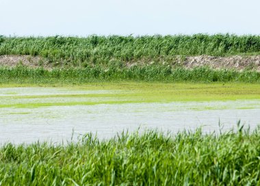 Pirinç paddies büyüme için su basmış. Pirinç çeltik pirinç alanında sabah yeşil. 