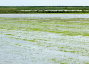 Pirinç paddies büyüme için su basmış. Pirinç çeltik pirinç alanında sabah yeşil. 