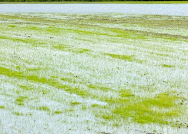 Pirinç paddies büyüme için su basmış. Pirinç çeltik pirinç alanında sabah yeşil. 