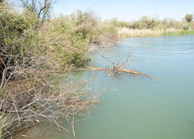 Bozkır nehir sazlık yaz. nehir görünümünde kez izlendi. küçük mavi nehir kıyısında güneşli bir gün