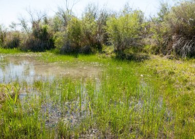 Bozkır nehir sazlık yaz. nehir görünümünde kez izlendi. küçük mavi nehir kıyısında güneşli bir gün