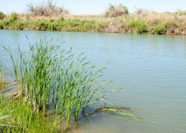 Bozkır nehir sazlık yaz. nehir görünümünde kez izlendi. küçük mavi nehir kıyısında güneşli bir gün