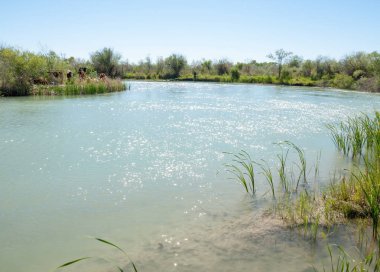 Bozkır nehir sazlık yaz. nehir görünümünde kez izlendi. küçük mavi nehir kıyısında güneşli bir gün