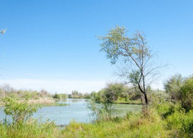 Bozkır nehir sazlık yaz. nehir görünümünde kez izlendi. küçük mavi nehir kıyısında güneşli bir gün