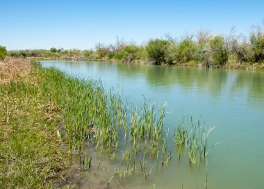 Bozkır nehir sazlık yaz. nehir görünümünde kez izlendi. küçük mavi nehir kıyısında güneşli bir gün