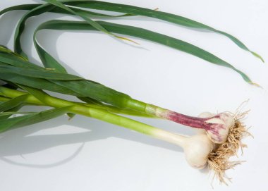 sarımsak. Sarımsak yaprak kök üzerinde olgunlaşmış değil