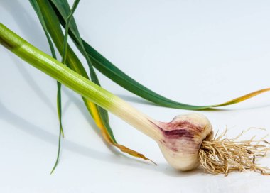 sarımsak. Sarımsak yaprak kök üzerinde olgunlaşmış değil