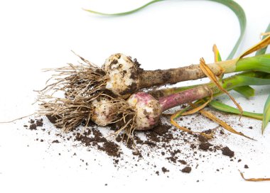 sarımsak. Sarımsak yaprak kök üzerinde olgunlaşmış değil