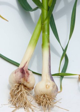 sarımsak. Sarımsak yaprak kök üzerinde olgunlaşmış değil