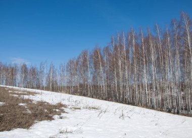 Orman erken ilkbaharda huş ağacı. Erken Bahar orman. ilk sıcak gün