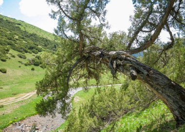 dağ, dağ, tepe. Kazakistan. Tien Shan. Takma Yaylası