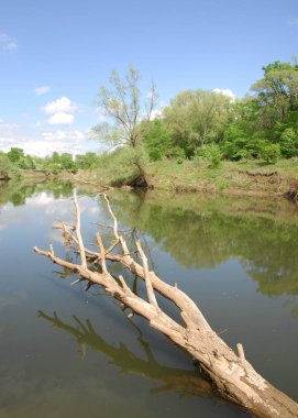 bahar Nehri. Nehir ve bahar orman. Doğa kompozisyon. Bahar Nehri bulutlarda yansımanın. Ağaçlar ilkbaharda bir nehir kıyısında