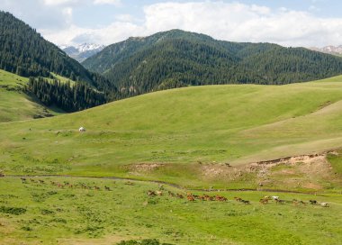 dağ, dağ, tepe. Kazakistan. Tien Shan. Takma Yaylası