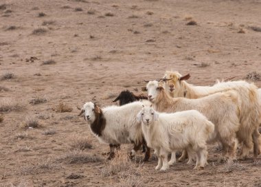 Bozkır, çayır, veldt, veld. bozkırlarında kum keçi. Güneydoğu Avrupa ve Sibirya düz unforested otlak geniş bir alanda.