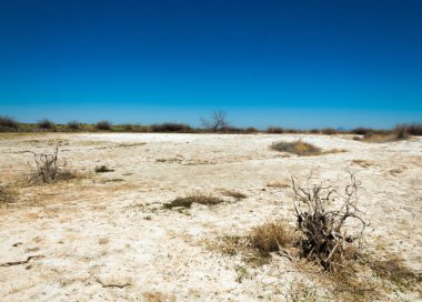 tuzlu su, tuz bataklığı. Etkin badlands. Tek çalı. Kazakistan