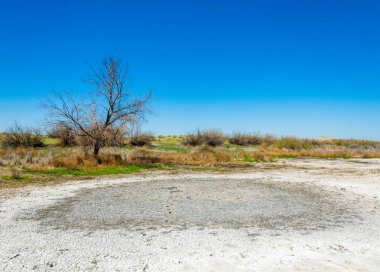 tuzlu su, tuz bataklığı. Etkin badlands. Tek çalı. Kazakistan