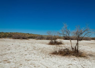 tuzlu su, tuz bataklığı. Etkin badlands. Tek çalı. Kazakistan