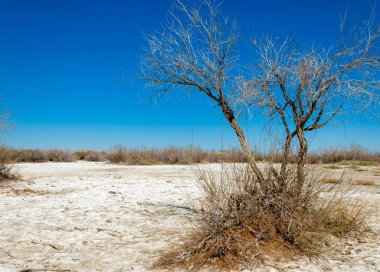 tuzlu su, tuz bataklığı. Etkin badlands. Tek çalı. Kazakistan