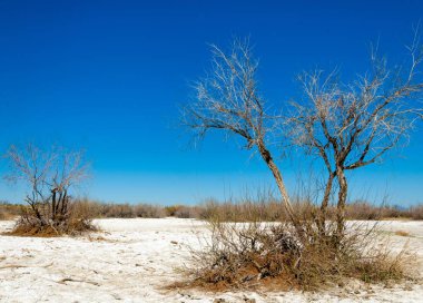 tuzlu su, tuz bataklığı. Etkin badlands. Tek çalı. Kazakistan