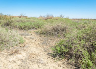 tuzlu su, tuz bataklığı. Etkin badlands. Tek çalı. Kazakistan