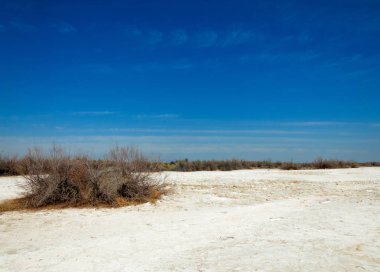 tuzlu su, tuz bataklığı. Etkin badlands. Tek çalı. Kazakistan