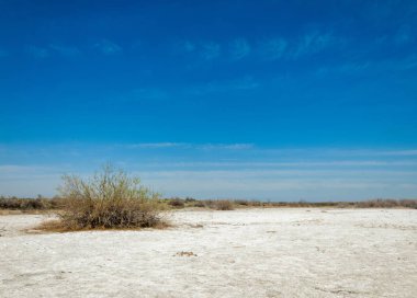 tuzlu su, tuz bataklığı. Etkin badlands. Tek çalı. Kazakistan