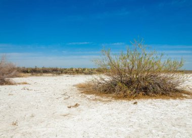 tuzlu su, tuz bataklığı. Etkin badlands. Tek çalı. Kazakistan