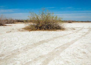 tuzlu su, tuz bataklığı. Etkin badlands. Tek çalı. Kazakistan
