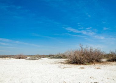 tuzlu su, tuz bataklığı. Etkin badlands. Tek çalı. Kazakistan