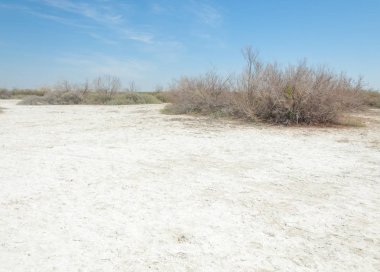 tuzlu su, tuz bataklığı. Etkin badlands. Tek çalı. Kazakistan