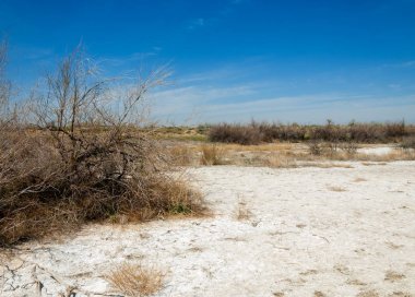 tuzlu su, tuz bataklığı. Etkin badlands. Tek çalı. Kazakistan