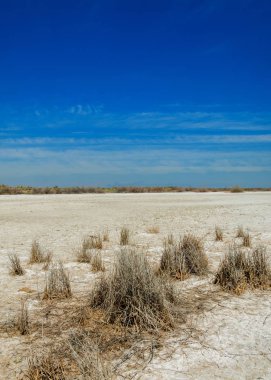 tuzlu su, tuz bataklığı. Etkin badlands. Tek çalı. Kazakistan