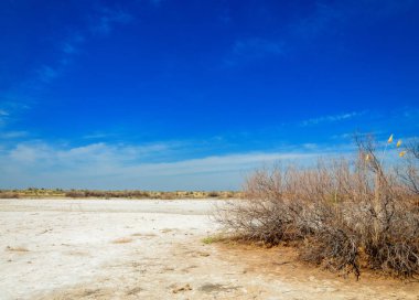 tuzlu su, tuz bataklığı. Etkin badlands. Tek çalı. Kazakistan