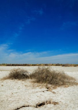 tuzlu su, tuz bataklığı. Etkin badlands. Tek çalı. Kazakistan