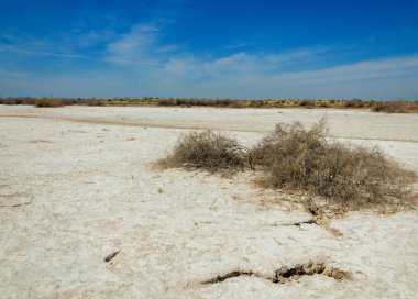 tuzlu su, tuz bataklığı. Etkin badlands. Tek çalı. Kazakistan