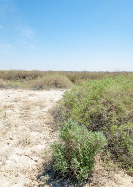 tuzlu su, tuz bataklığı. Etkin badlands. Tek çalı. Kazakistan