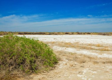 tuzlu su, tuz bataklığı. Etkin badlands. Tek çalı. Kazakistan