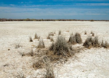 tuzlu su, tuz bataklığı. Etkin badlands. Tek çalı. Kazakistan